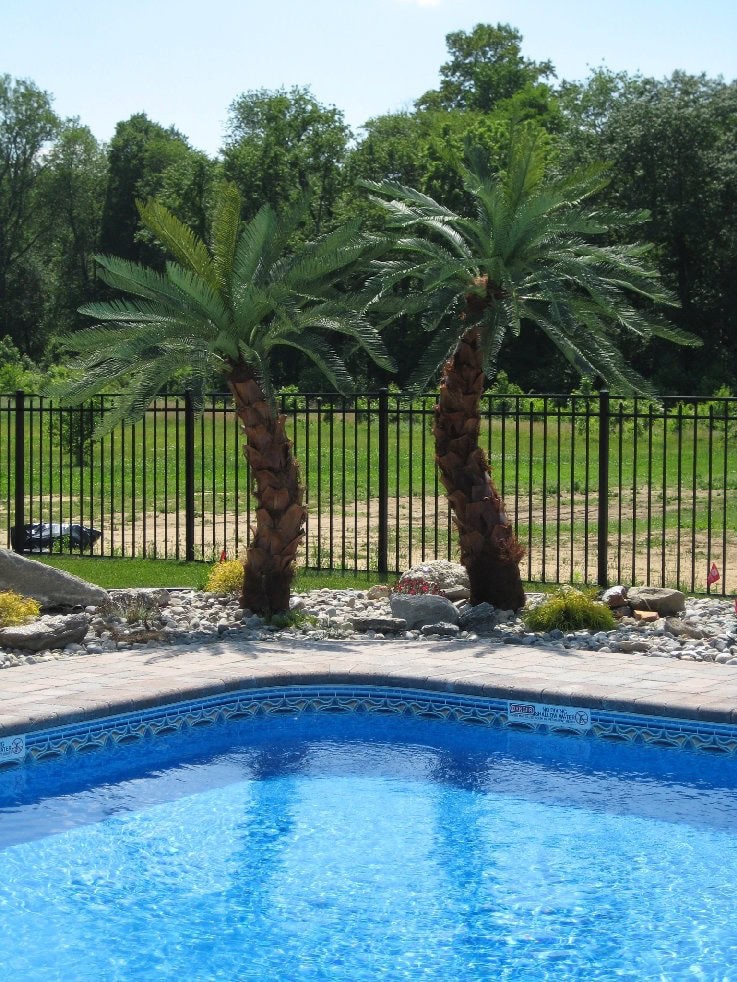 How to Enhance a Pool Area with Palm Trees 1 Young-Canary-Date-Palm-2