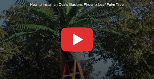 FAQ 2 yt phoenixleaftree sm