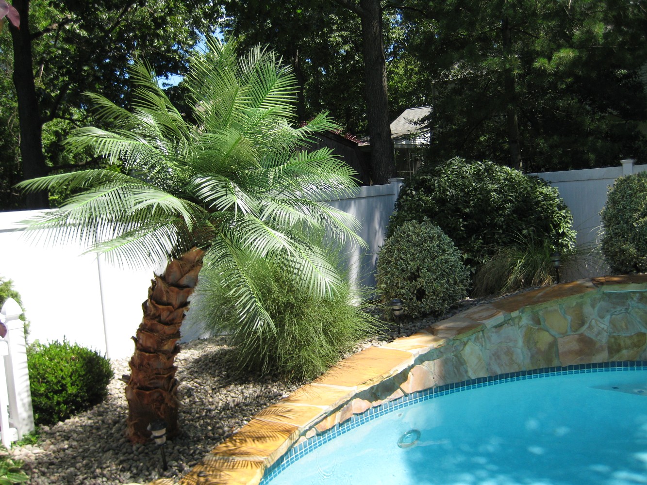 Fake Palm Trees For Pool Area | ubicaciondepersonas.cdmx.gob.mx
